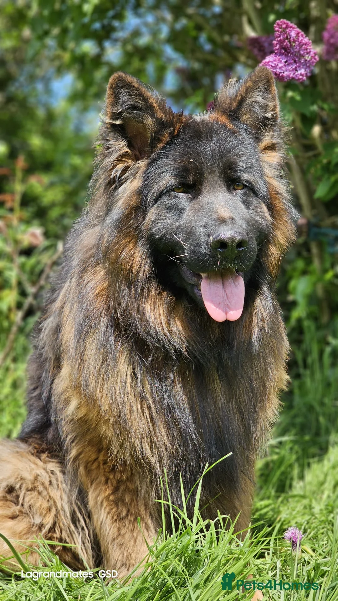 German Shepherd dogs for stud: ⭐️KC health Tested proven LUX⭐️ in Leicester - Advert 5