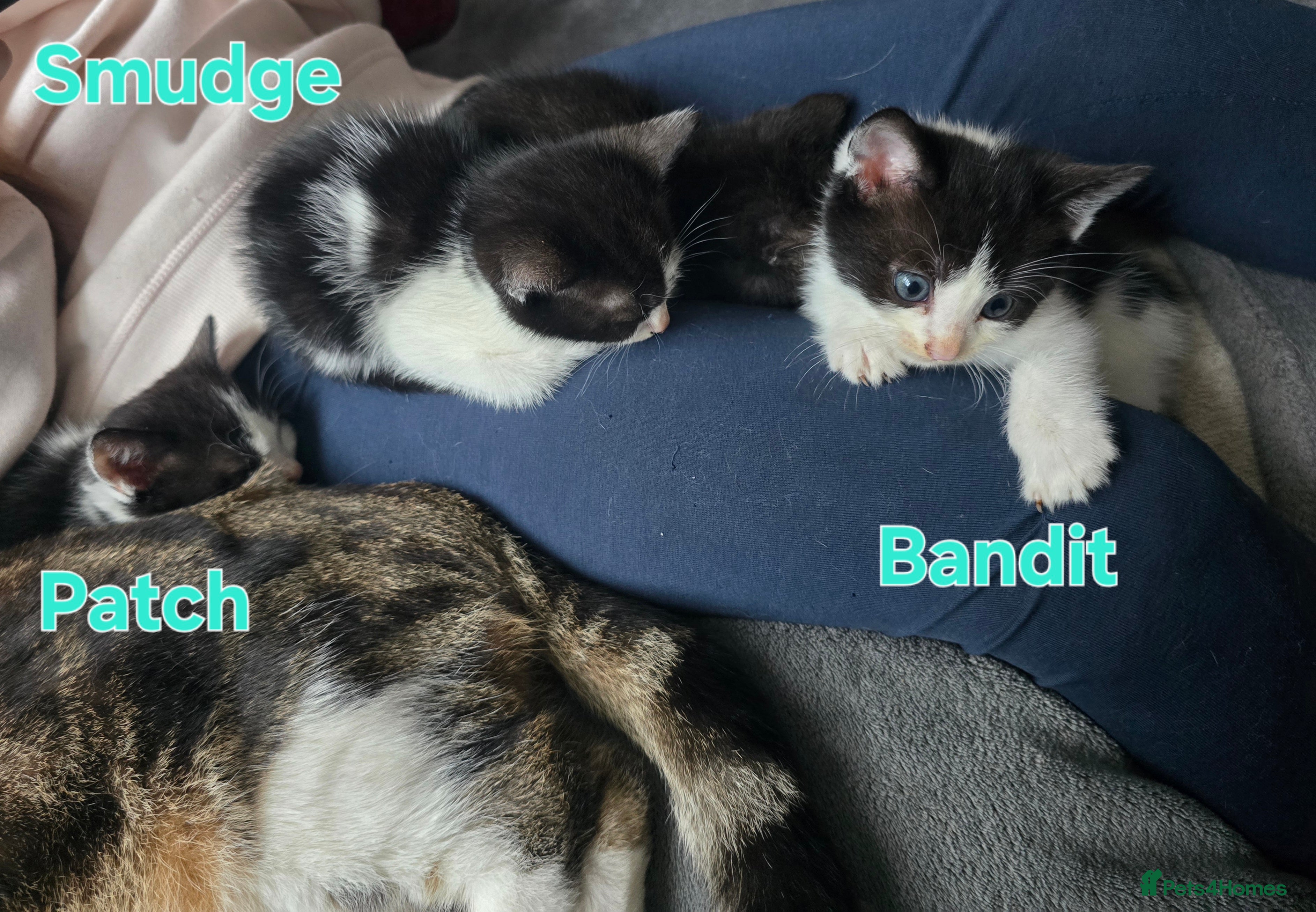 Mixed Breed cats 3 Beautiful Black & White kittens - Advert 1