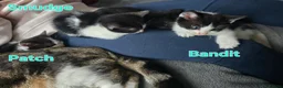 Mixed Breed cats for sale: 3 Beautiful Black & White kittens - Advert 1