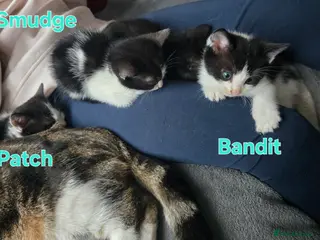 Mixed Breed cats 3 Beautiful Black & White kittens - Advert 1