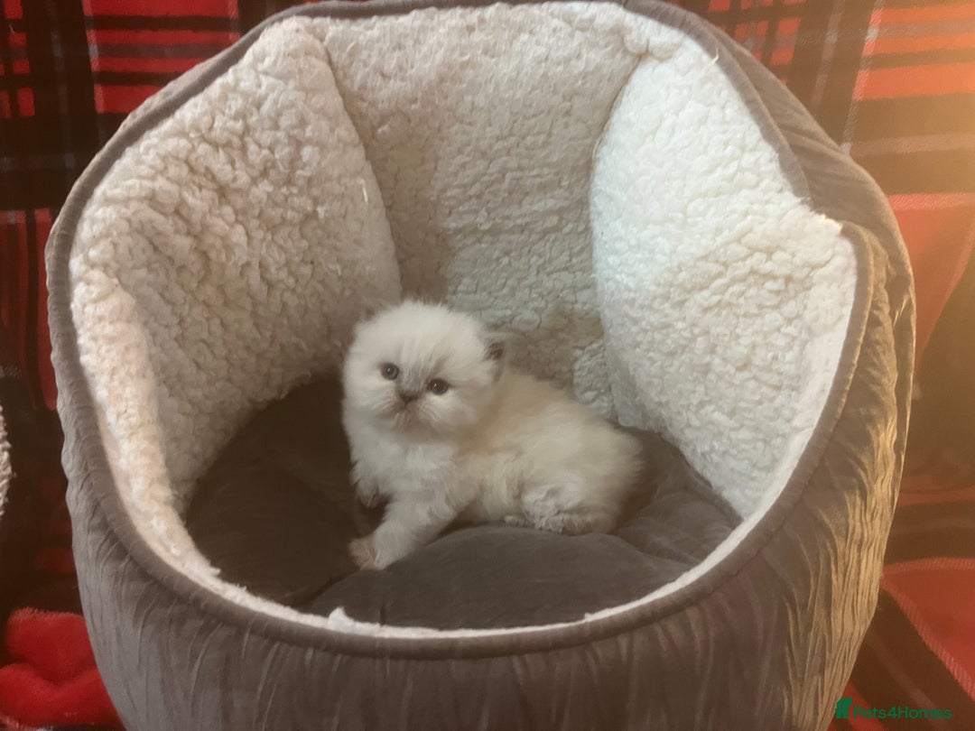 Persian cats for sale: 4 ADORABLE LITTLE CUTIE PIES, (READY 9TH JAN)  - Advert 14