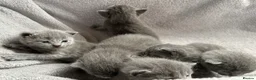 Russian Blue cats for sale: Russian Blue kittens  - Advert 10