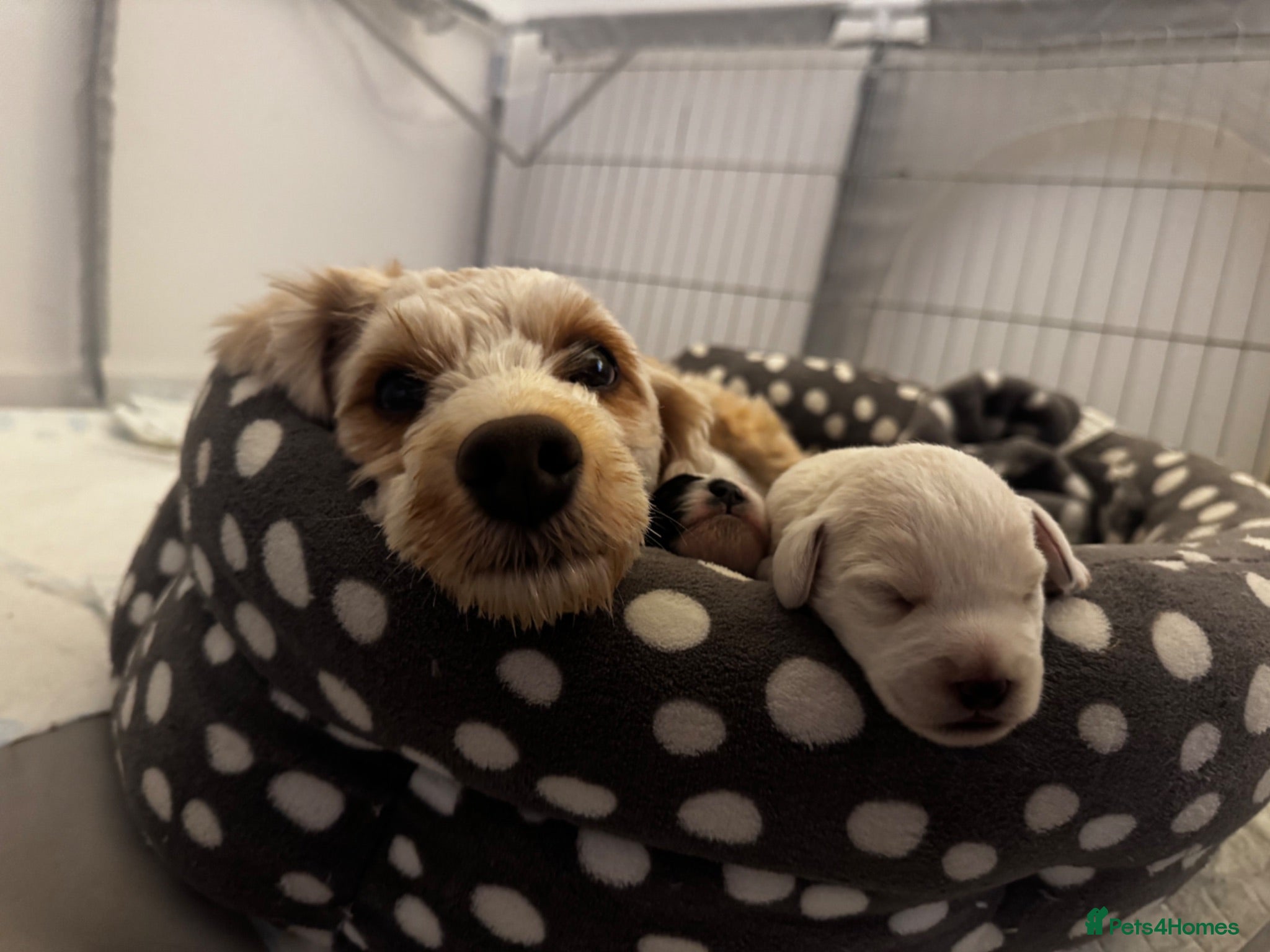 Mixed Breed dogs Cockapoo x Jackapoo MALE LEFT - Advert 8