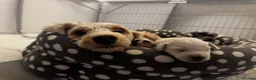 Mixed Breed dogs for sale: Cockapoo x Jackapoo MALE LEFT - Advert 5