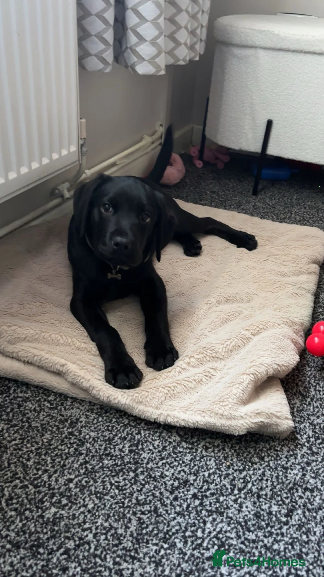 Cockerdor dogs for sale: Boy cockerdor fully house trained  - Advert 3