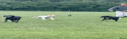 Mixed Breed dogs for adoption: Lucky loving active fun 1 yr old Pointer  - Advert 3
