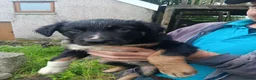 Mixed Breed dogs for sale: Kelpie x puppy  in Tavistock - Advert 1