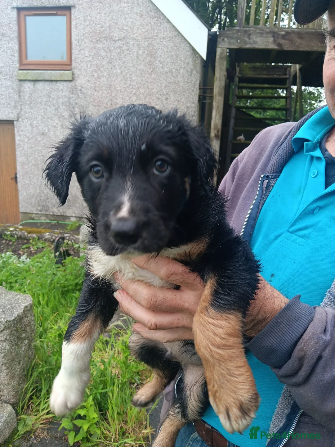 Mixed Breed dogs for sale: Kelpie x puppy  in Tavistock - Advert 1