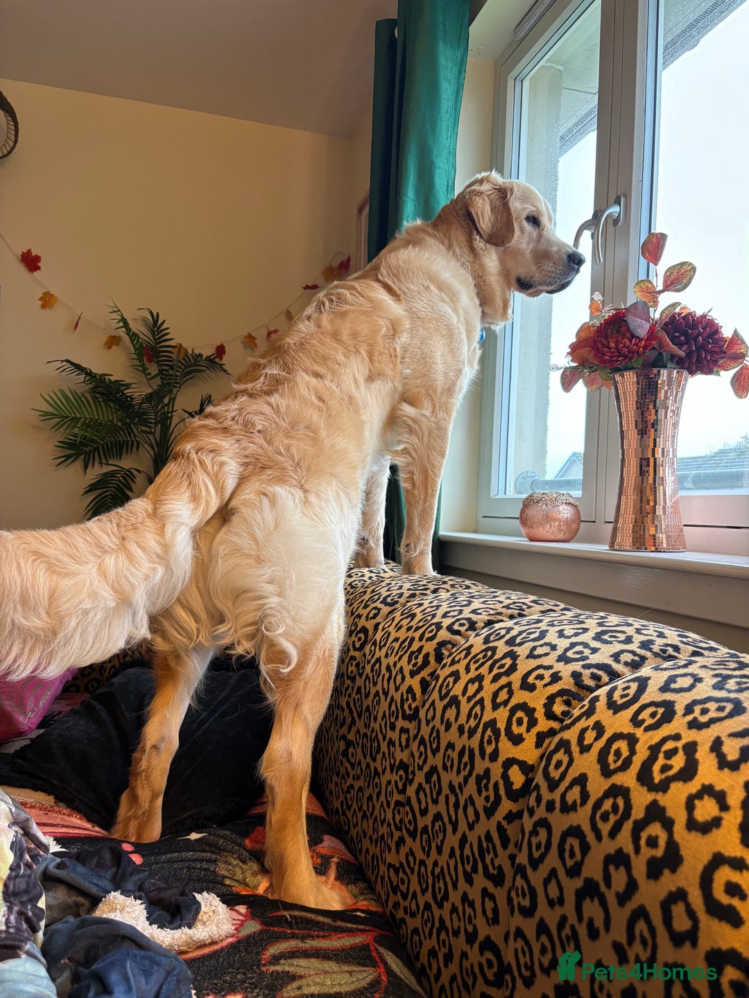 Golden Retriever dogs for sale: 1yr old American Golden Retriever for rehome  - Advert 12