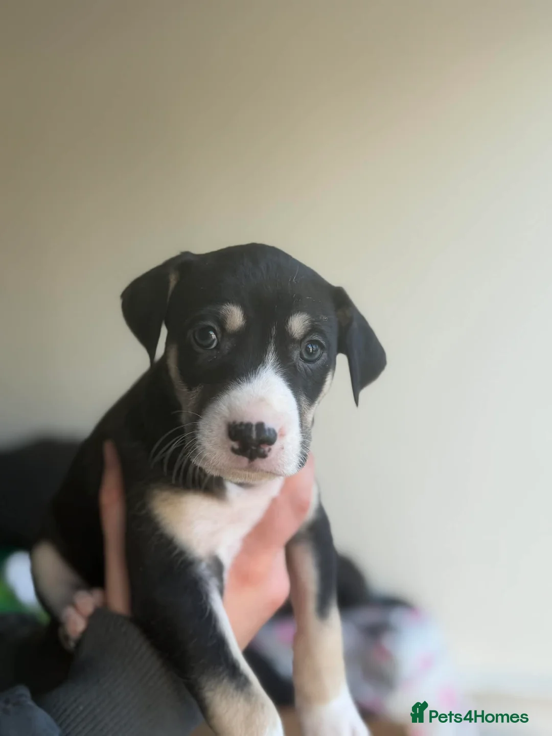 Mixed Breed dogs for sale: Puppy  - Advert 7