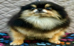 Pomeranian dogs for adoption: Tiny’s Story: A Fragile Soul Saved From the Edge - Image 5