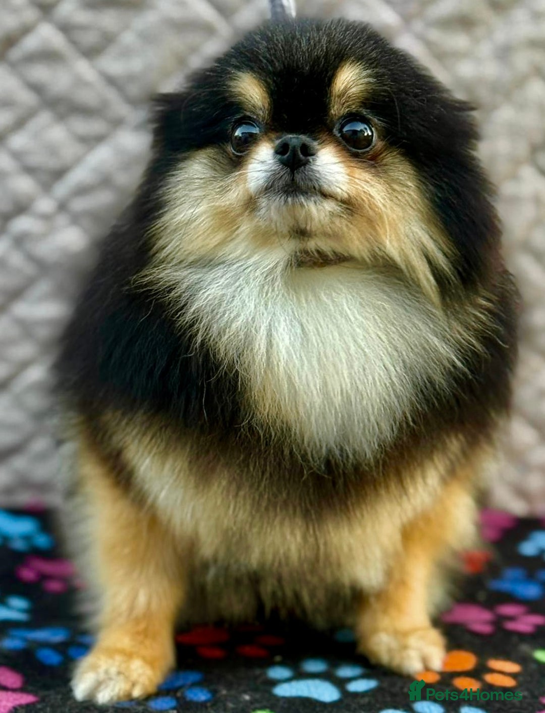 Pomeranian dogs for adoption: Tiny’s Story: A Fragile Soul Saved From the Edge - Image 5