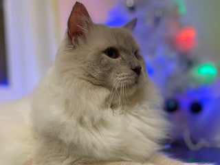 Ragdoll cats in Perth - Advert 16