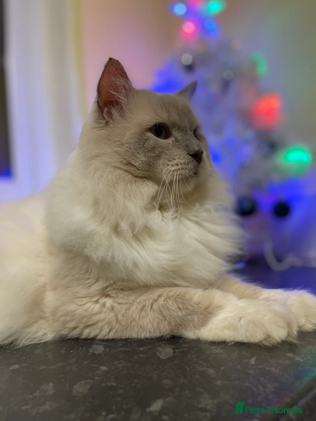 Ragdoll cats for stud: GCCF Ragdoll boy for stud in Perth - Advert 1