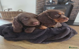 Cocker Spaniel dogs for sale: 🤎 beautiful KC working cocker spaniels🤎 - Advert 7