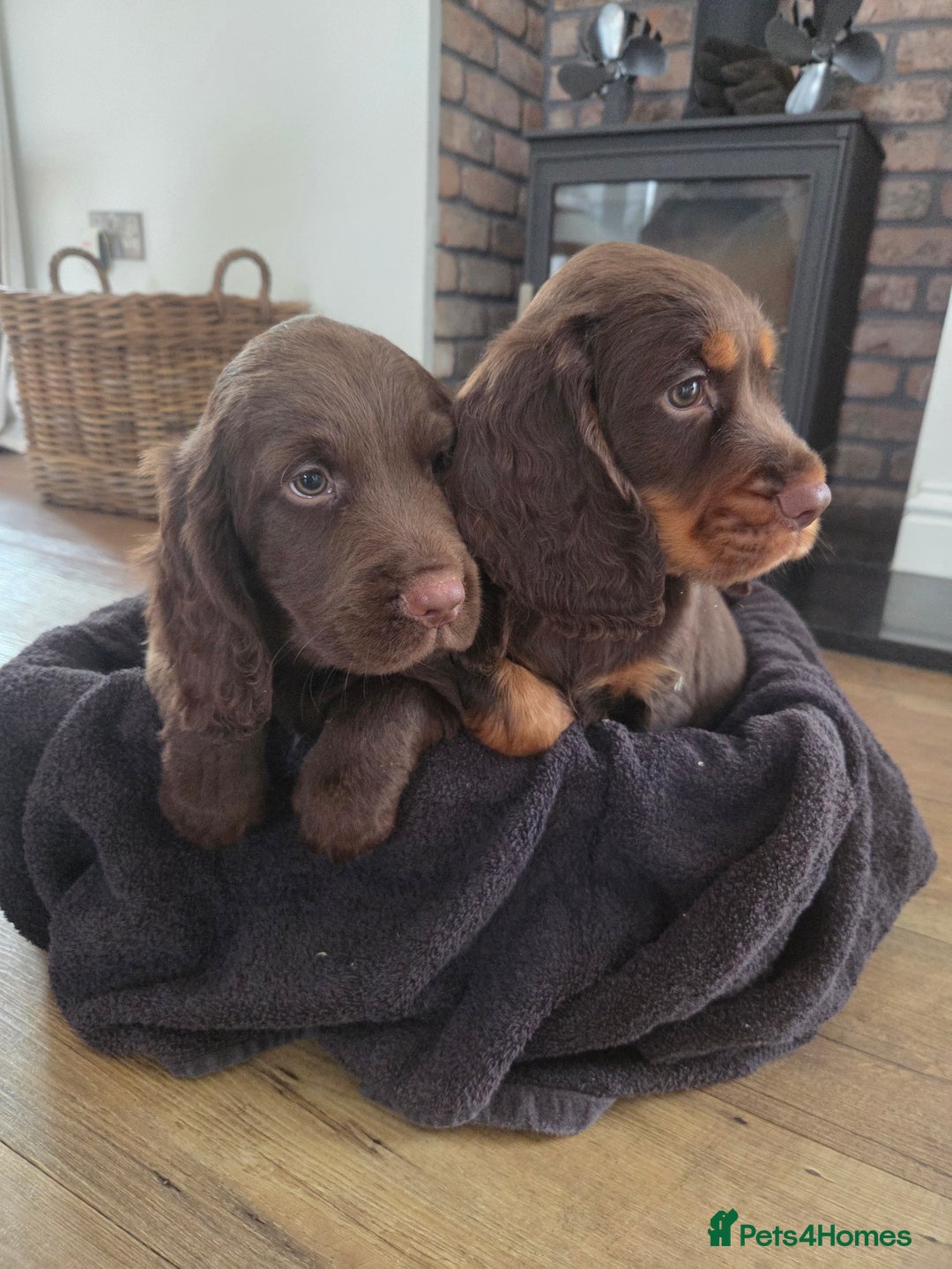 Cocker Spaniel dogs for sale: 🤎 beautiful KC working cocker spaniels🤎 - Advert 7