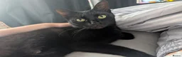 Domestic Shorthair cats for sale: Luna - Super sweet cat looking for a loving home. in Stockport - Advert 3