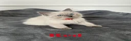 Ragdoll cats for sale: Beautiful Ragdoll Kittens  - Advert 1