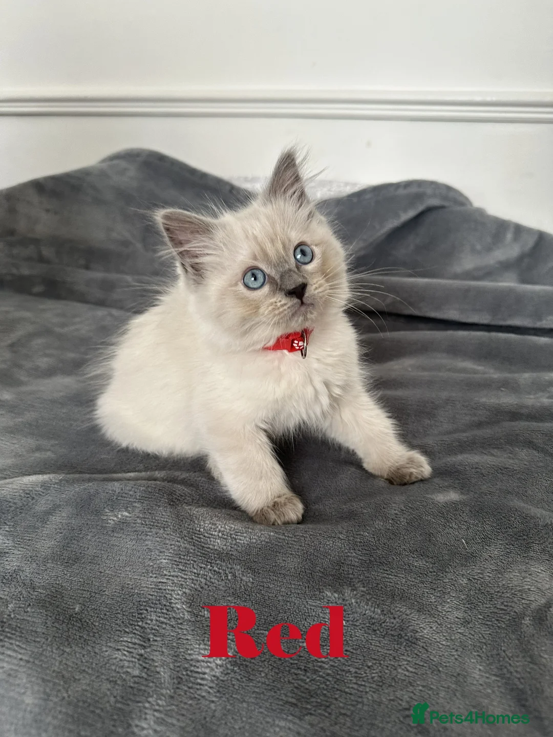 Ragdoll cats for sale: Beautiful Ragdoll Kittens  - Advert 1
