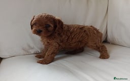 Cavapoo dogs for sale: Gorgeous Red F1 Cavapoo Puppies With H/T Parents - Image 14