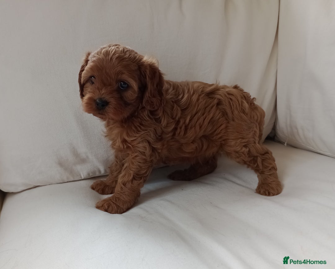 Cavapoo dogs for sale: Gorgeous Red F1 Cavapoo Puppies With H/T Parents - Image 14