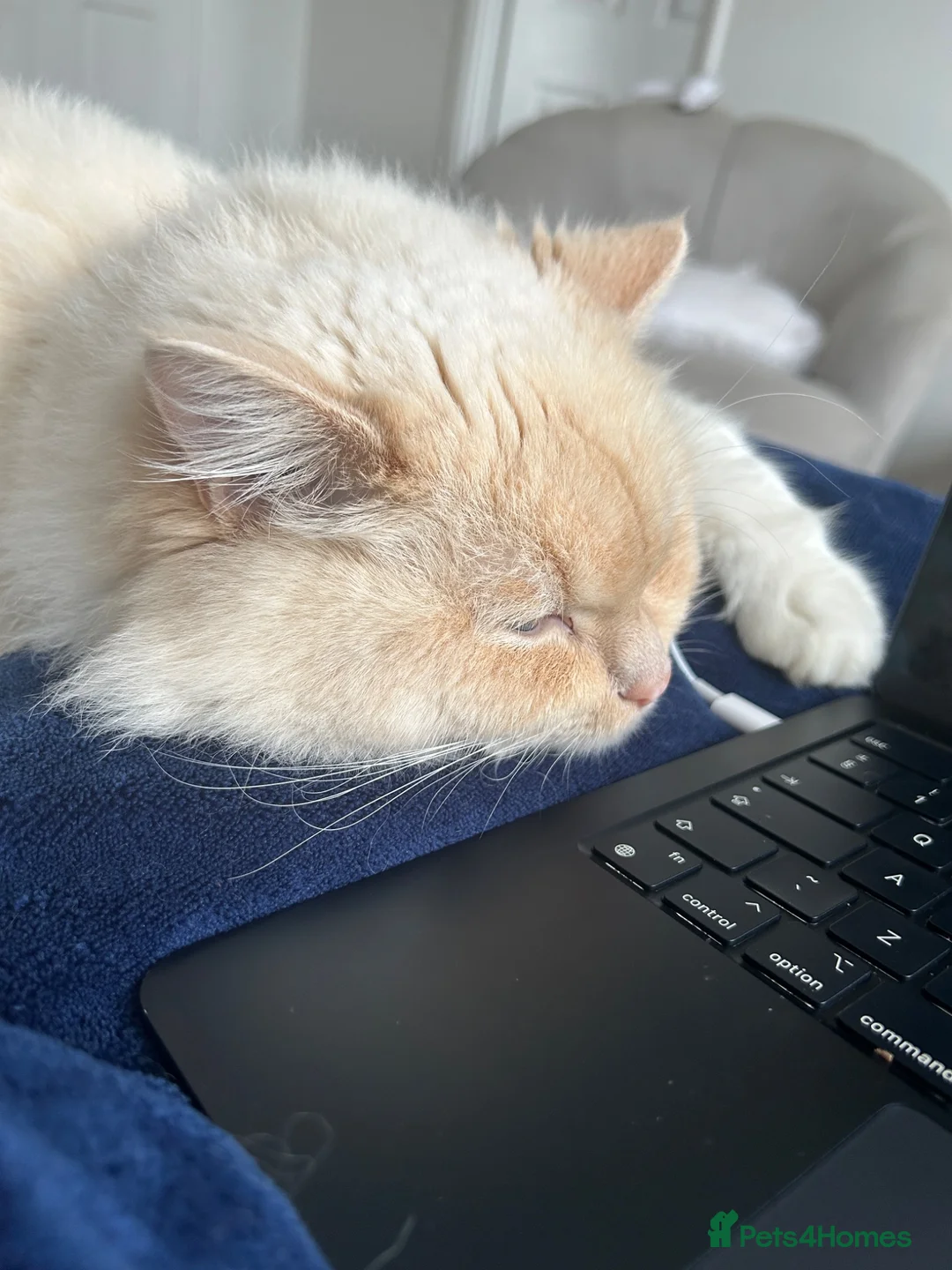 Ragdoll cats for sale: Playful boy ready for rehome - Advert 8