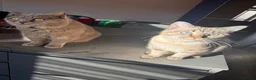 Mixed Breed cats for sale: Neutered male cat  - Advert 17