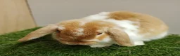 Mini Lop rabbits for sale: Mini Lop Baby Rabbits – Vaccinated  VHD Yurvac - Advert 6