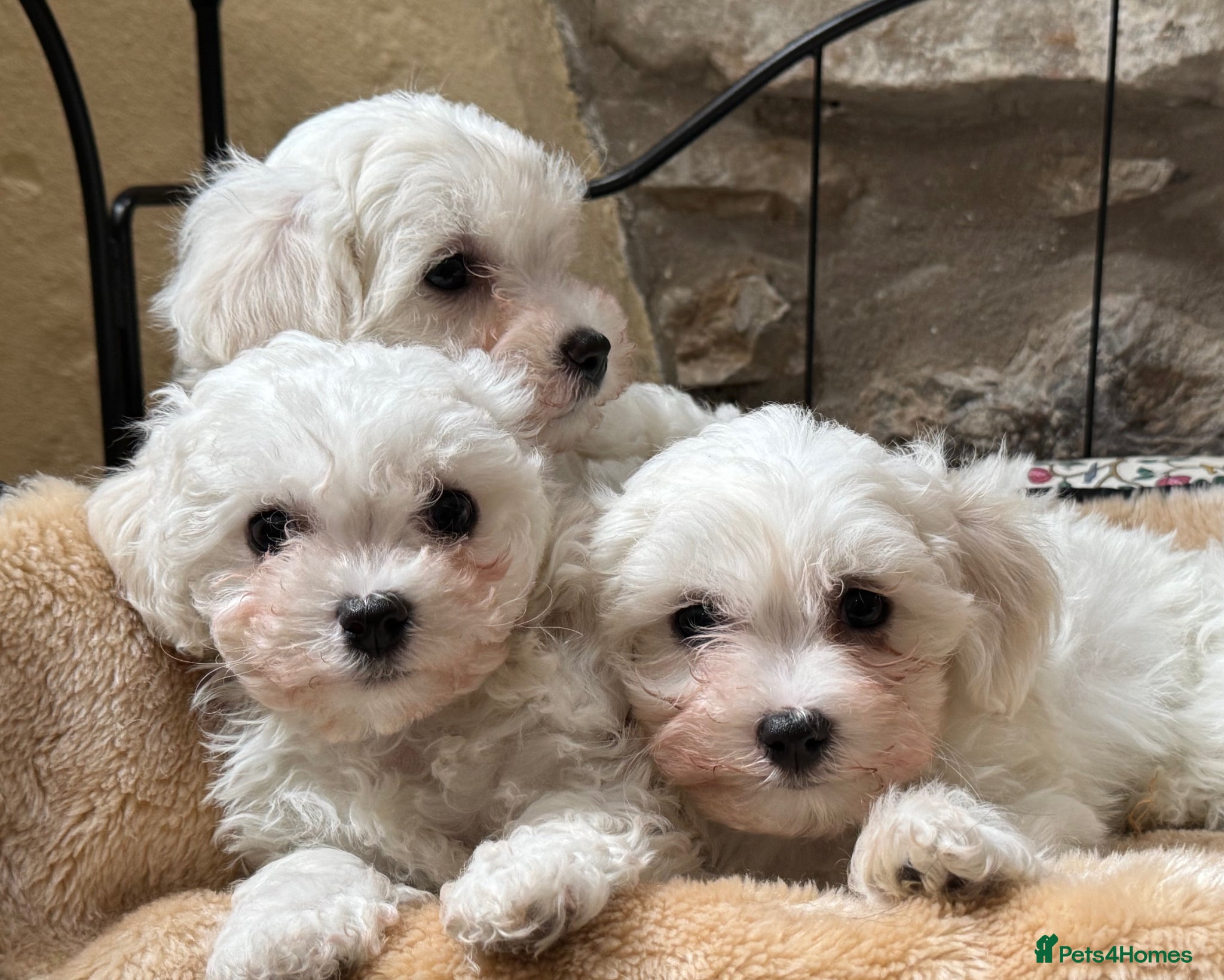 Mixed Breed dogs Beautiful litter of F1 Maltichon Puppies - Advert 1