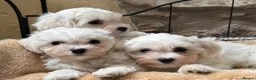 Mixed Breed dogs for sale: Beautiful litter of F1 Maltichon Puppies - Advert 1