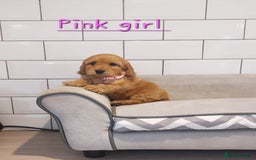 Cockapoo dogs for sale: F1 Cockapoo puppies - Advert 4