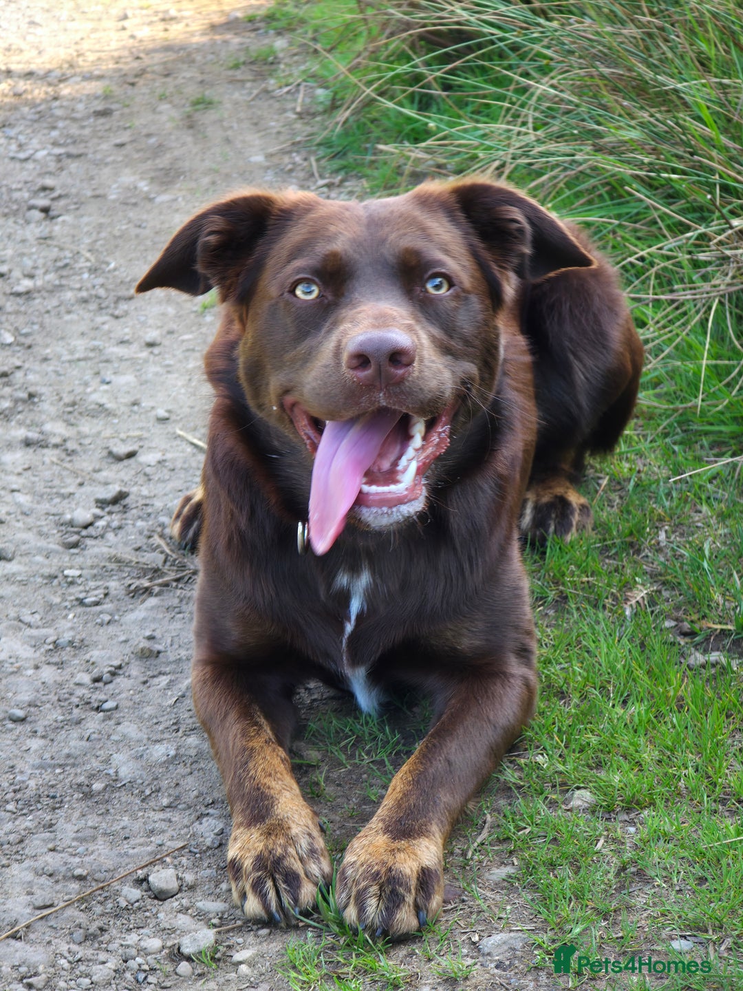 Borador dogs for stud: Borador for Stud - Image 5