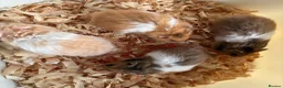 Hamster rodents for sale: Super friendly boy Syrian hamsters  - Advert 2