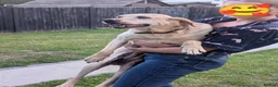 Labrador Retriever dogs for sale: Dolly&Patsy❤️ KC Reg Labs Looking for Forever Home - Advert 11