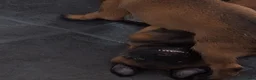 Belgian Shepherd Dog dogs for sale: Belgian Malinois Puppies - Ready to go - Advert 2