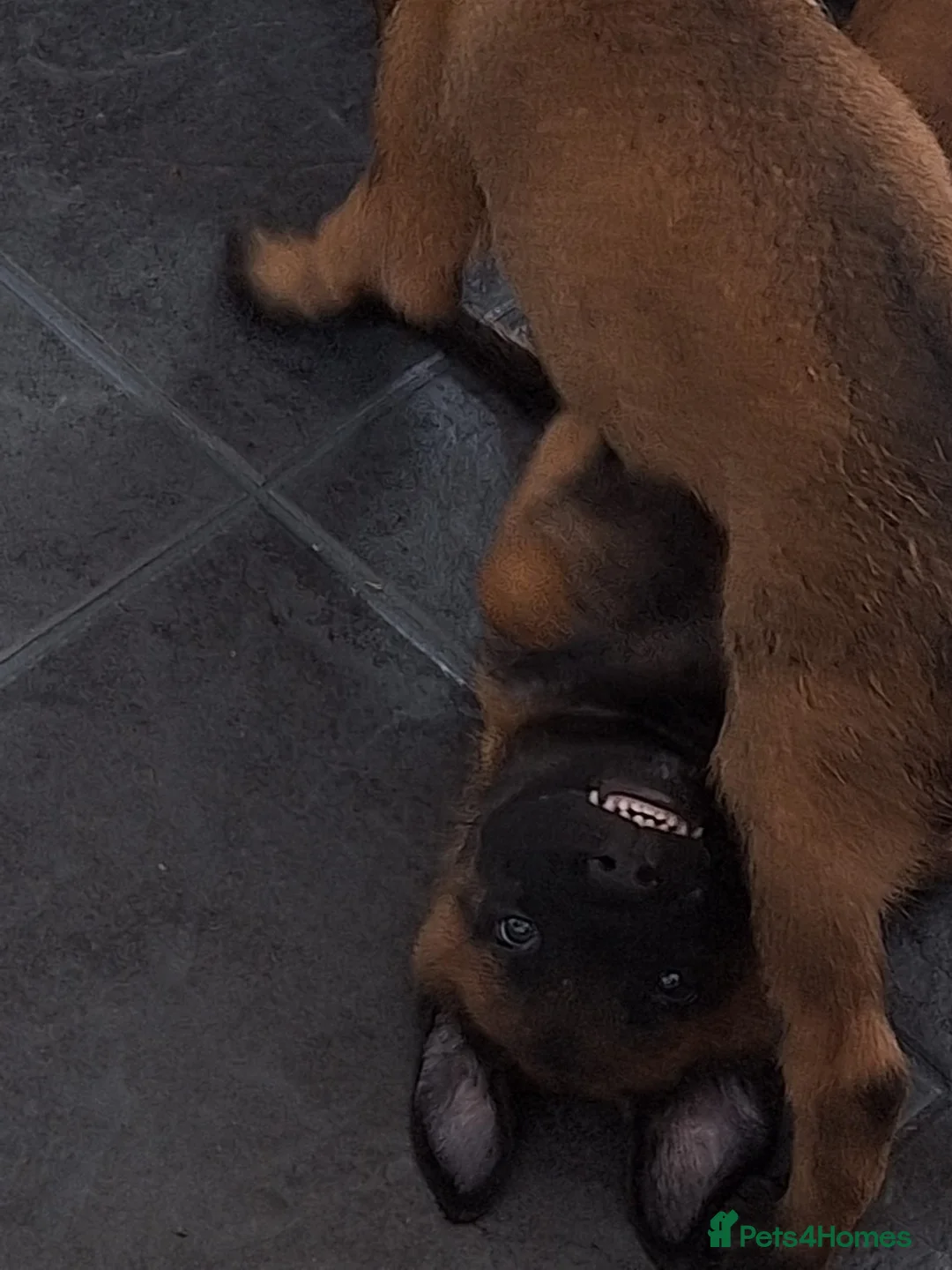 Belgian Shepherd Dog dogs for sale: Belgian Malinois Puppies - Ready to go - Advert 2