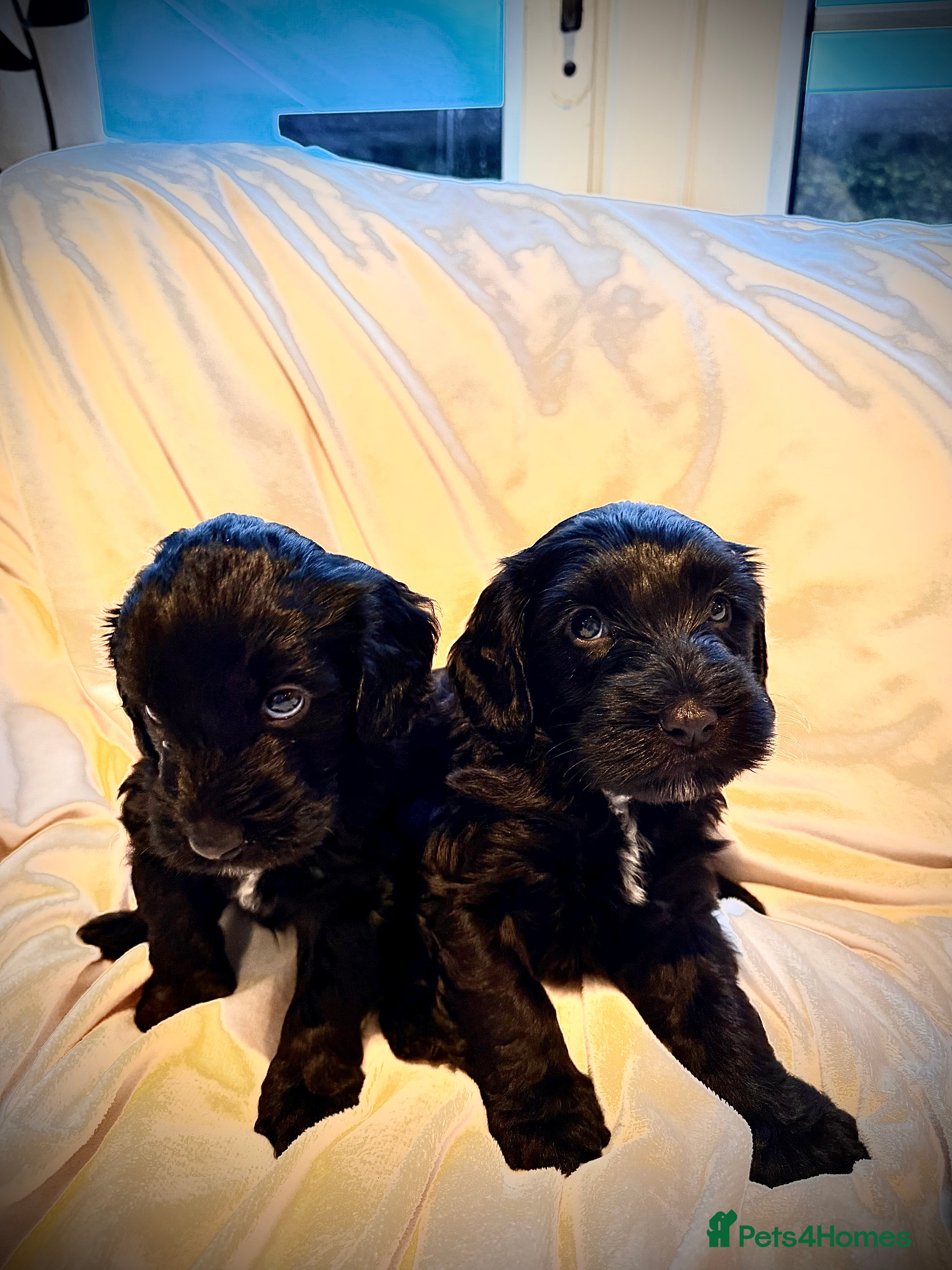 Cockapoo dogs cockapoos ready march  - Advert 3