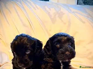 Cockapoo dogs cockapoos ready march - Advert 10