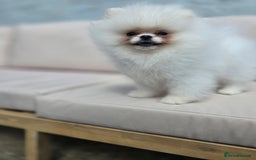 Pomeranian dogs for sale: Pure white Korean Pomeranian in Nottingham - Image 15