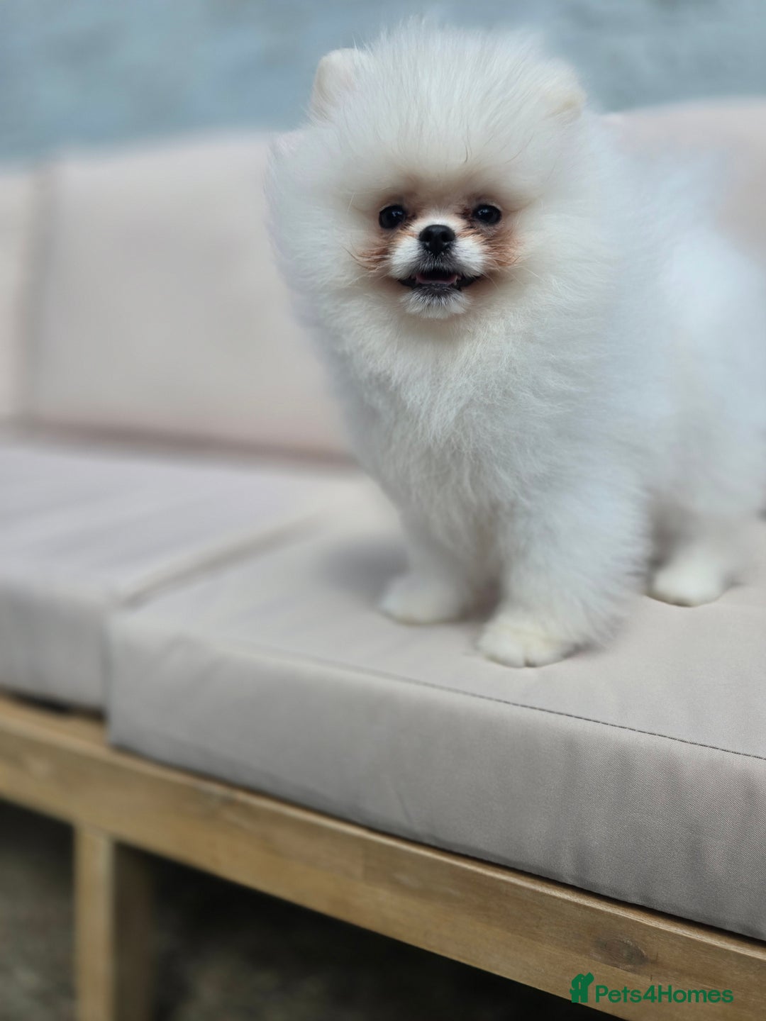 Pomeranian dogs for sale: Pure white Korean Pomeranian in Nottingham - Image 15