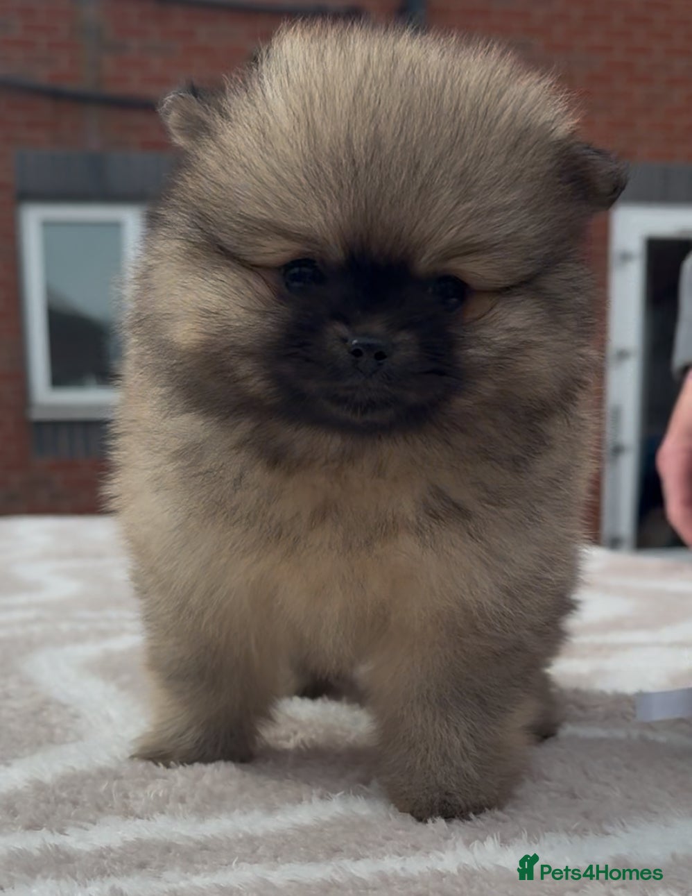 Pomeranian dogs KC Registered Bear-Faced Pomeranian Puppies - Advert 1