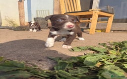 Border Collie dogs for sale: Working chocolate border collies  - Image 16