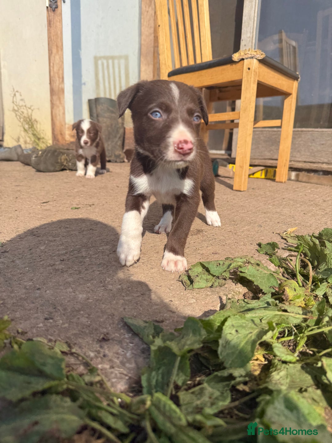 Border Collie dogs for sale: Working chocolate border collies  - Image 16