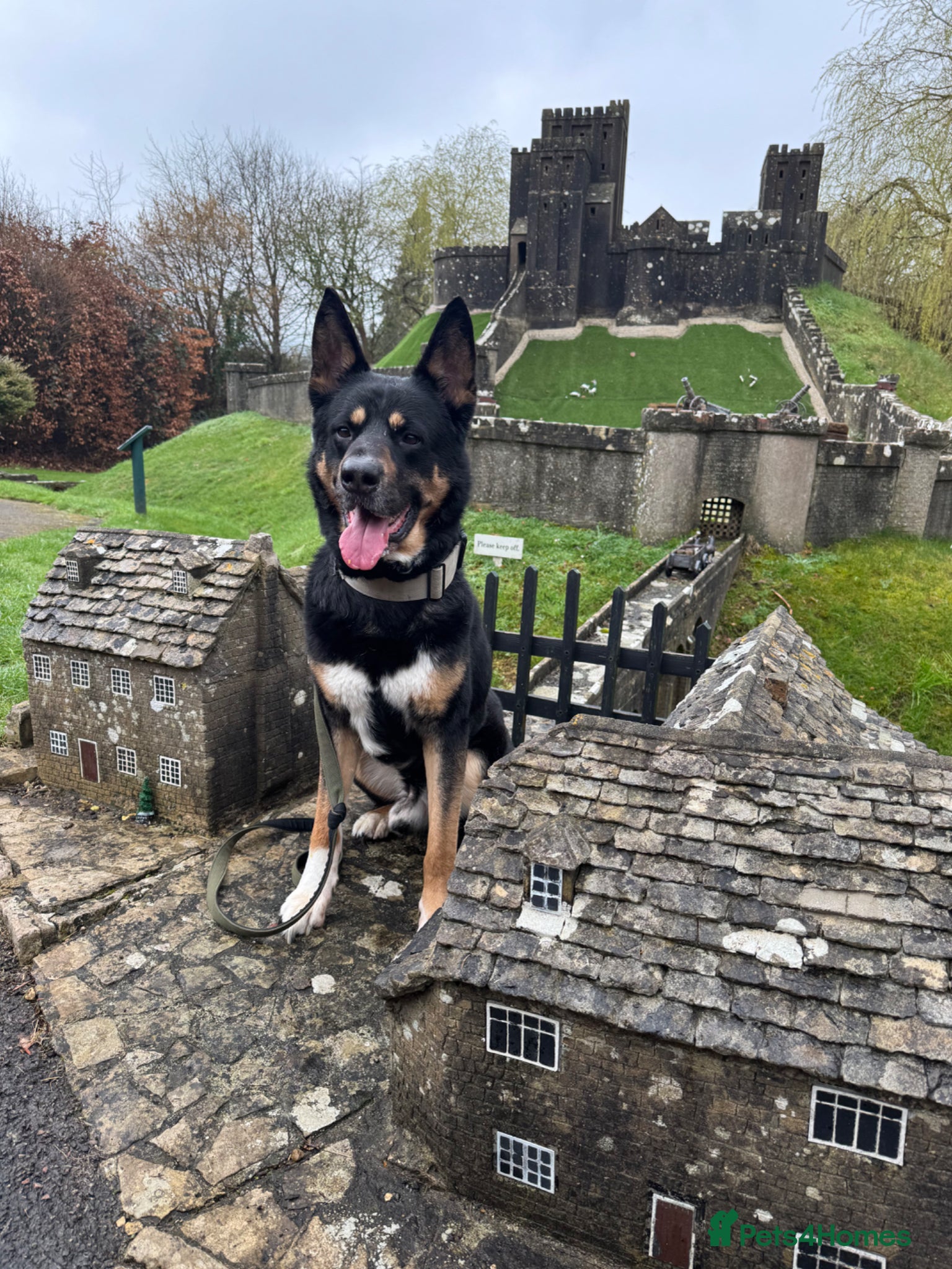 Mixed Breed dogs Stud - Robbie - German Shepherd x Rottweiler  - Advert 2