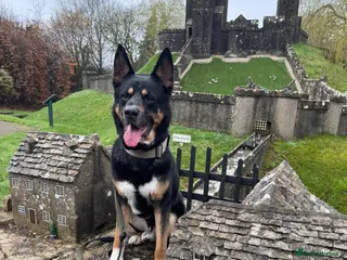 Mixed Breed dogs Stud - Robbie - German Shepherd x Rottweiler - Advert 2