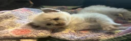 Mixed Breed cats for sale: Seal point? Male kitten for sale  - Advert 6