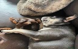 Dachshund dogs for sale: Handsome green eyed miniature dachshund  - Image 3