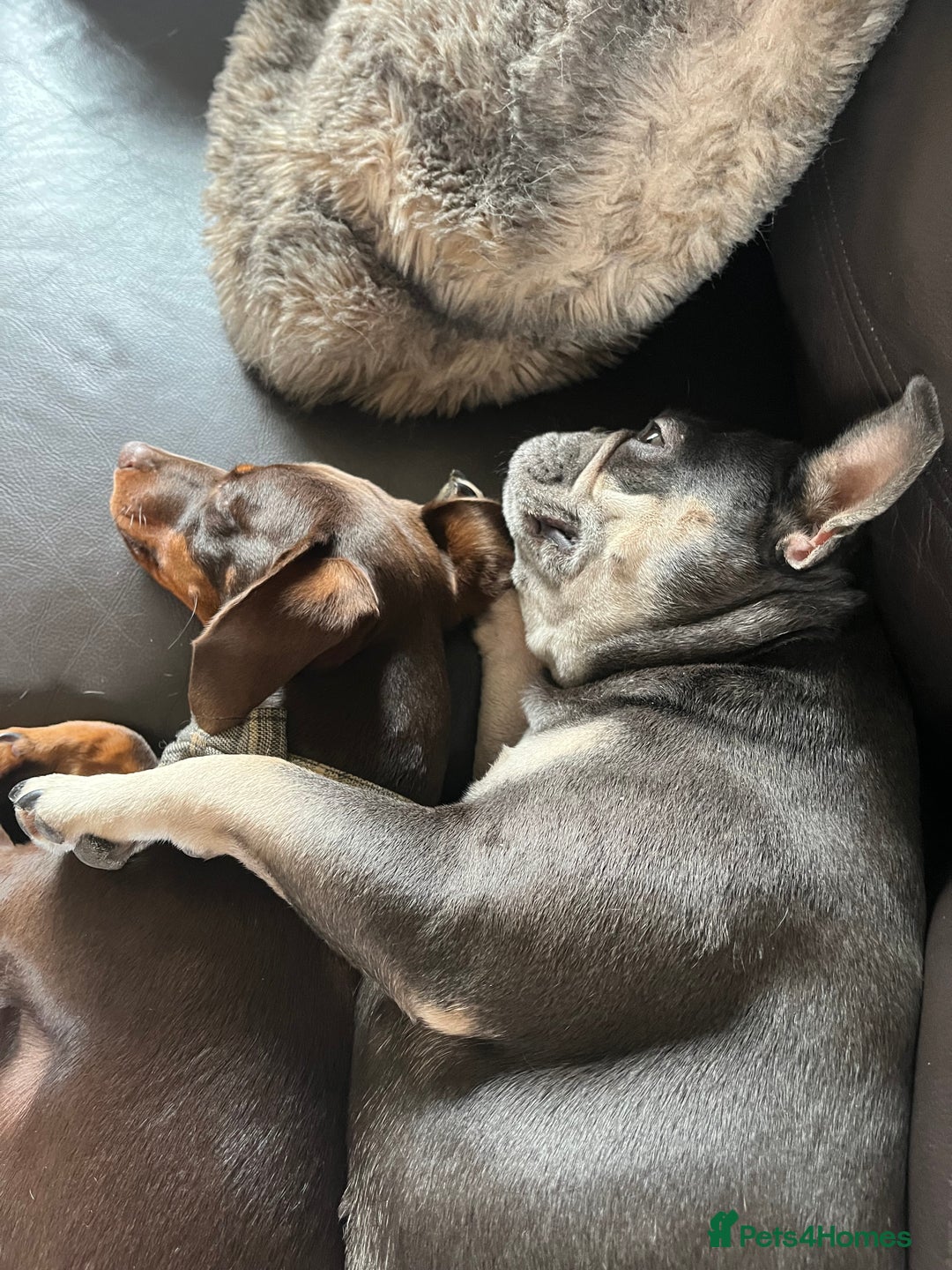 Dachshund dogs for sale: Handsome green eyed miniature dachshund  - Image 3