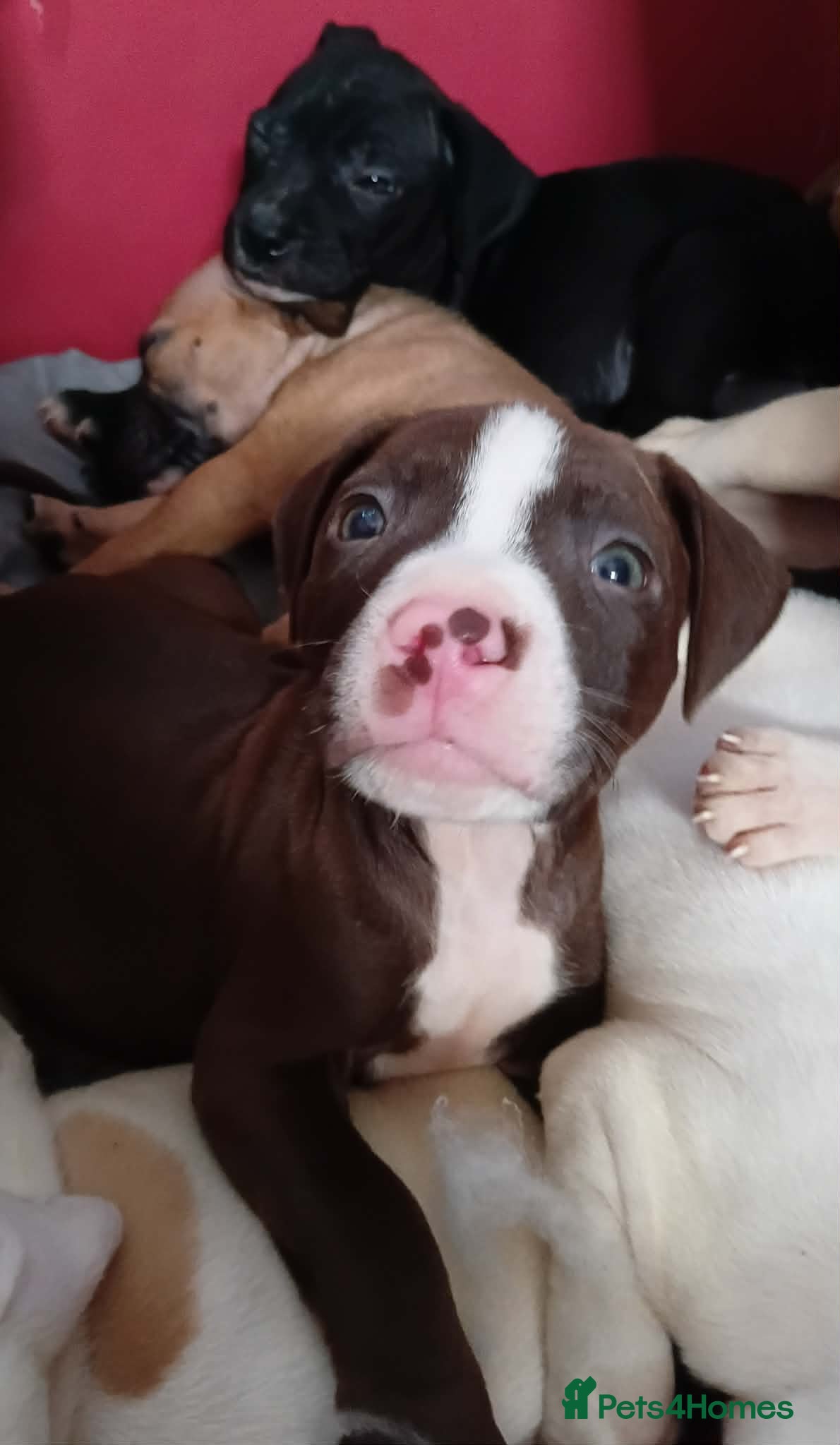 Mixed Breed dogs Staffy x presa x corso puppies  - Advert 1