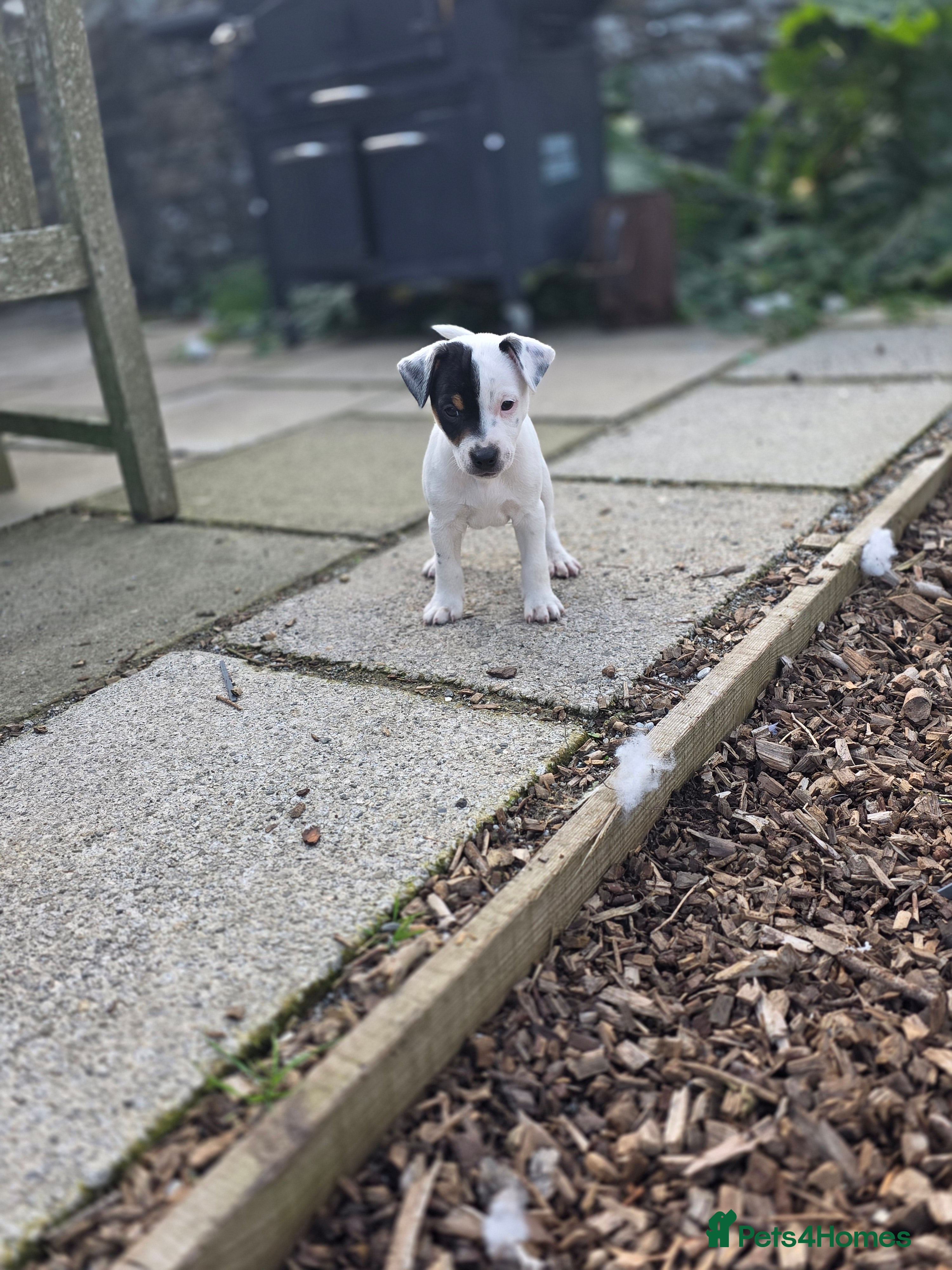 Jack Russell dogs Jack russell puppies - Advert 2